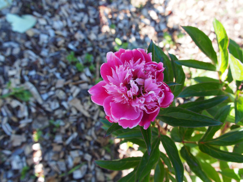 P61700027c232675a27867d4.jpg