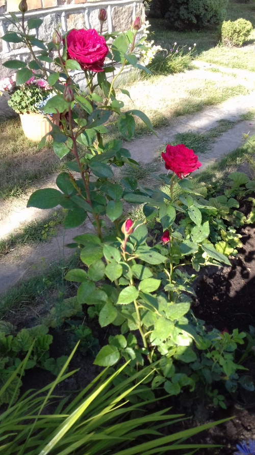 POLOSATAY-ROZA-03072021-1abd72cd1e9c18bb7.jpg