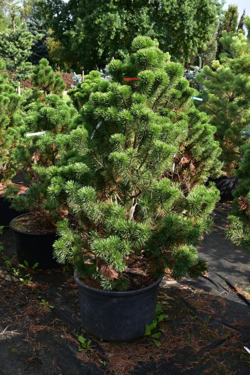 Pinus mugo Knapenburg