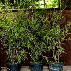 31876143041a6ac3cac99bec