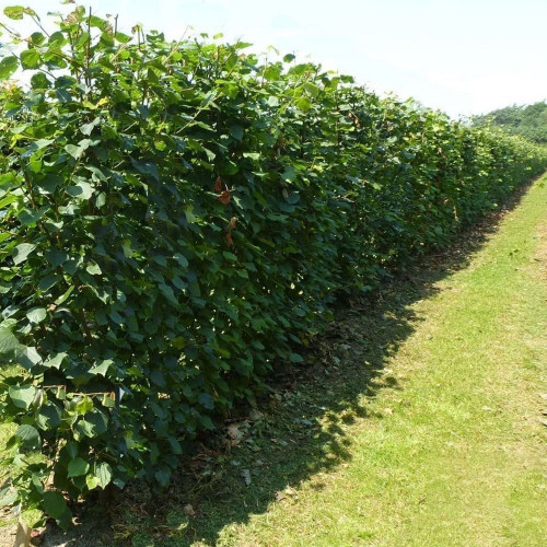 small leaved lime bare root hedging p3437 23761 image