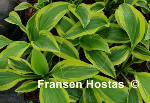 Fransen-Hostas-22f861aa068cc480b.jpg