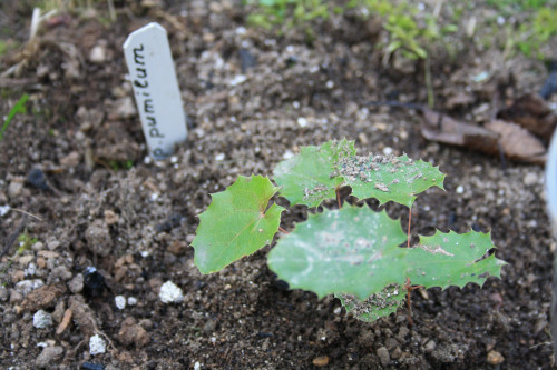 pumilum-16-1-pauciflorum-UVY-54f8ccde3d8eb30c.jpg