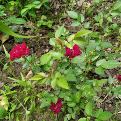 IMG_20200816_1235378bdad10c2f5a7ab1