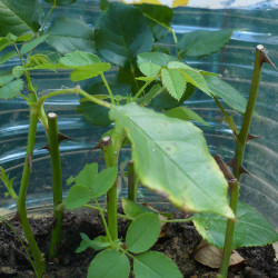 P1410895--KOPIY16961a7c36d132ec