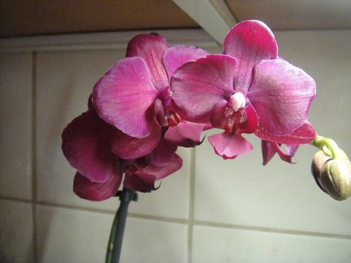 Моя орхидея Black Pearl