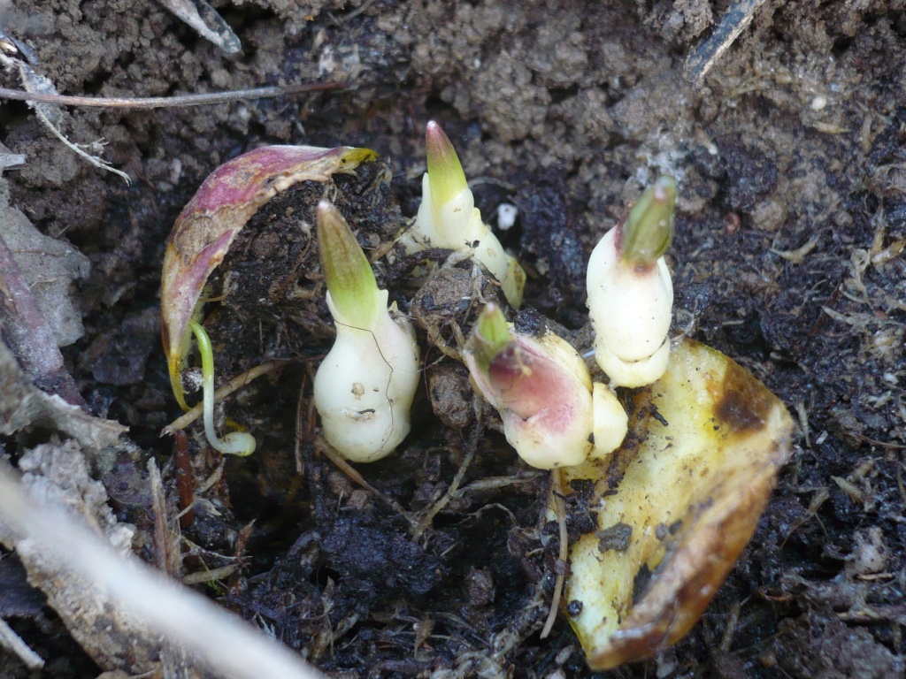 Луковица лилии проросла в марте что делать
