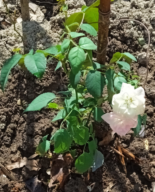 rose seeding 2022