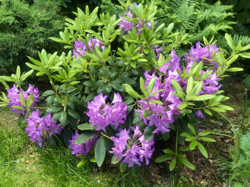 Rhododendron Catawbiense Grandiflorum 22