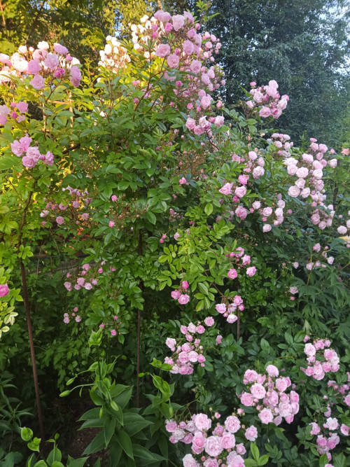 IMG 20220705 054433 268