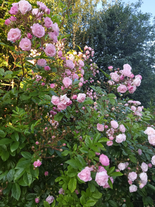 IMG 20220705 054456 934