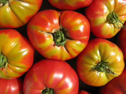 tomat yusupovskii harakteristika opisanie sorta s4oq1