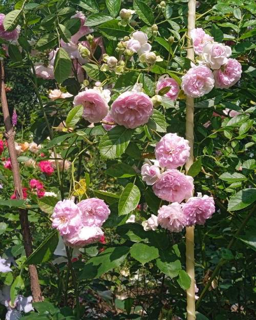 Rambler Seedling pink