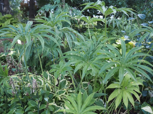 P9070053