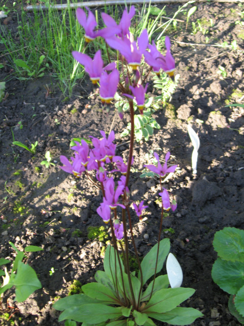 DODEKATEON535ac48799ac830e.jpg