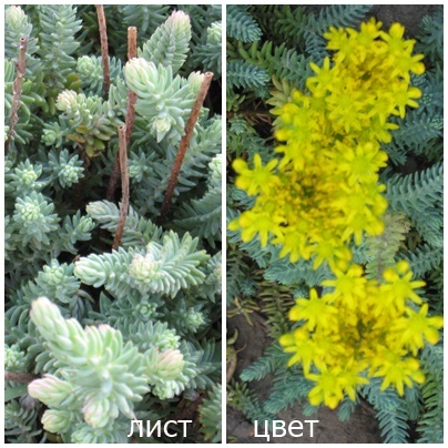 OCIT-GOLUBOI-22733c7245b56d29f4.jpg