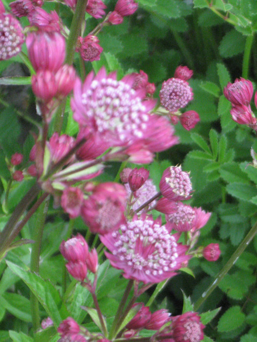 ASTRANTIY-MULEN8e0d5cb092066b52.jpg