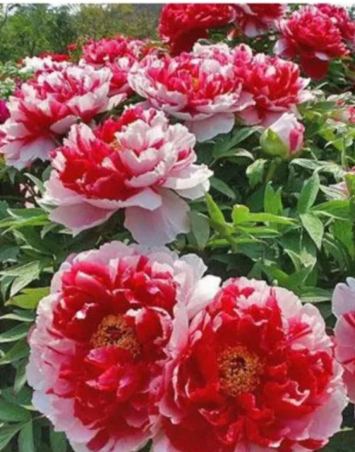 IZOBRAZENIE_viber_2023-02-24_23-13-17-93460f79c8c3c36276e.jpg