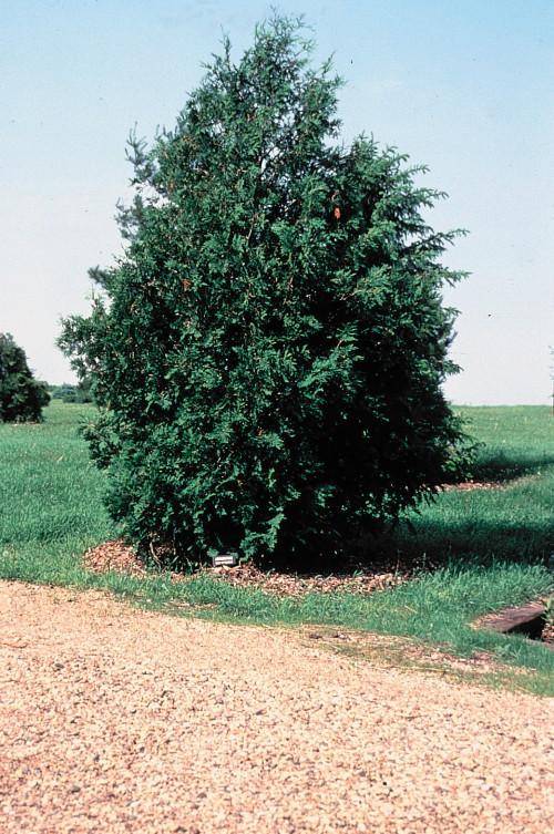 Thuja_occidentalis_tree-14826a945e60d55f2.jpg