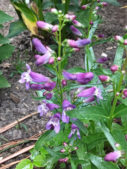 Пенстемон гибр. фиолетовые цветы 1