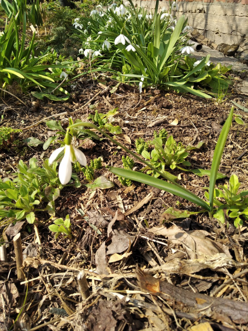 IMG_20230409_114202 Подснежник складчатый Galanthus plicatus