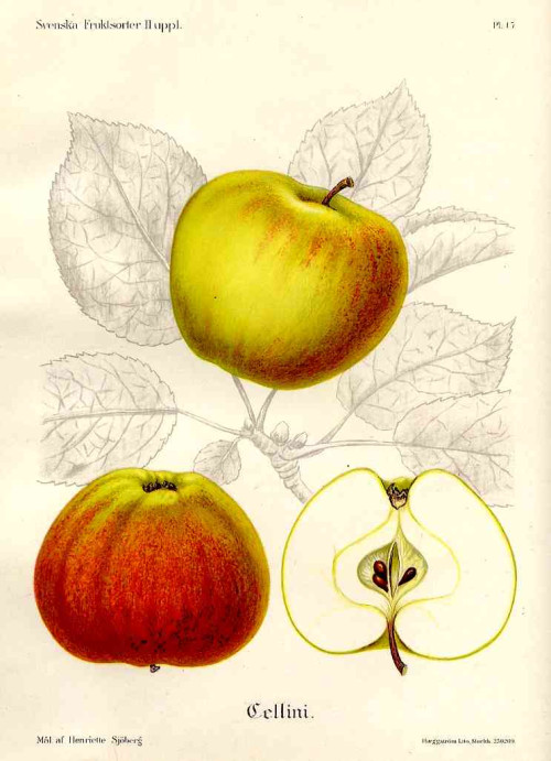 Sjöberg apples 1910c
