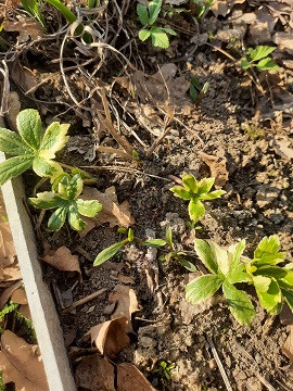 ASTRANTIY-2.19b4ba2d894c20540.jpg