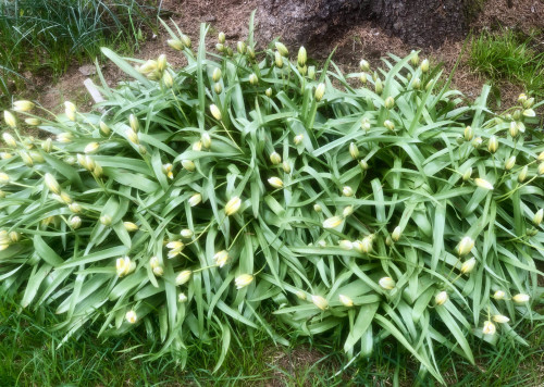 Tulipa dasystemon tarda