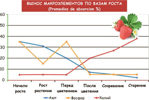 chem-podkormit-klubniku-vesnoy-16bb84774dbc24d1f.jpg