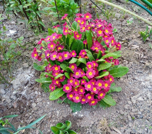 primula-14-5ba099fec0b9d9e04.jpg