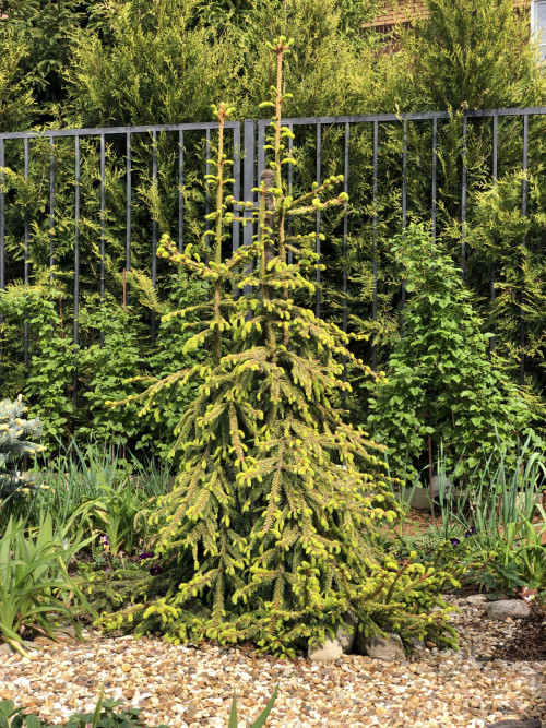 Picea abies Gold Drift 2 23 12 — копия