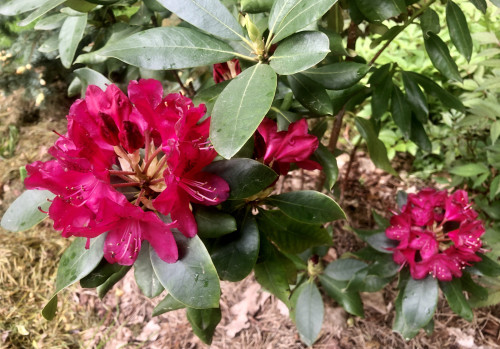 Rhododendron Nova Zembla 23