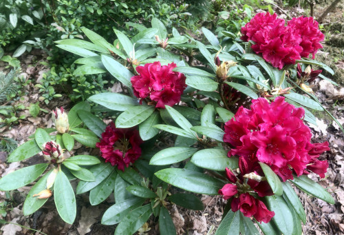 Rhododendron Neon Kiss 23