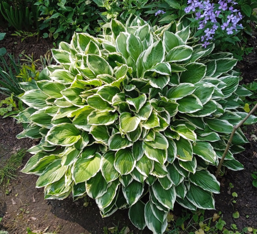 hosta summer 1