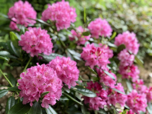 Rhododendron Haaga 2023