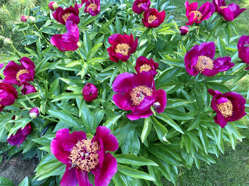 Paeonia officinalis Anemoniflora?