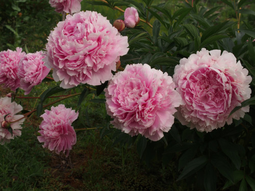 Sarah-Bernhardt2b7cdcb878abddec.jpg