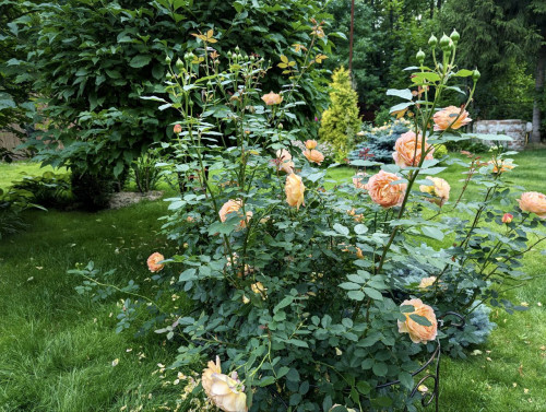 Lady of Shalott