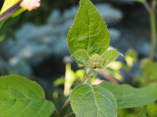 P7190007