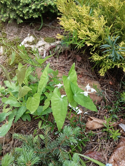 diphyllum-alba-23-5-28-1b1e7836c9df27514.jpg