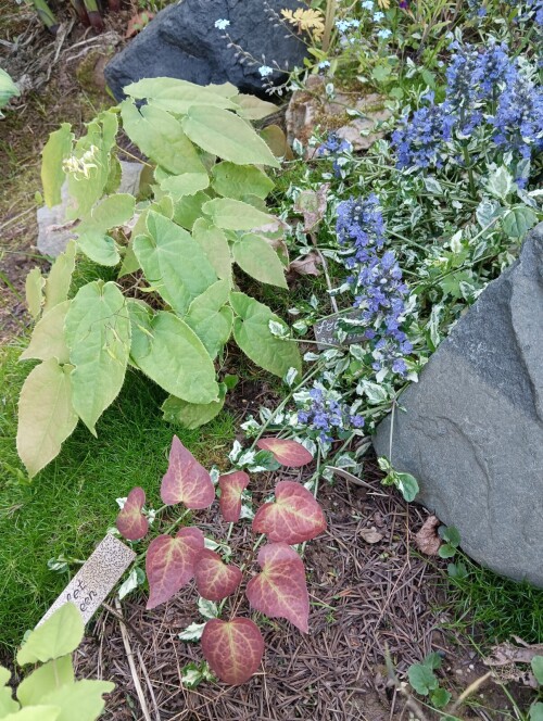 franchetti brimstone butterfly + violet queen 23 6