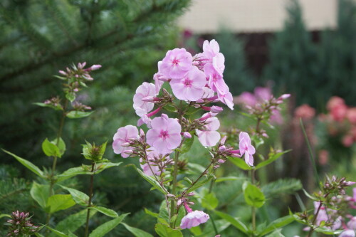 SONY DSC