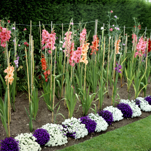 gladiolusy idei