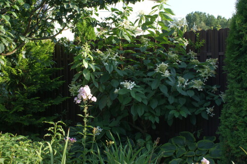 SONY DSC