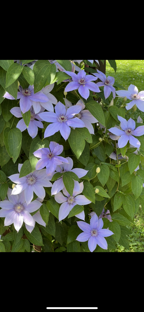 IMG_01853676b61e046e50f0.png